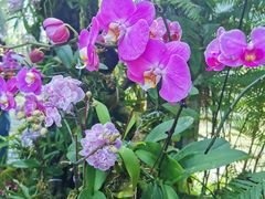 -东莞植物园