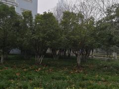 -金陵中学(河西分校)