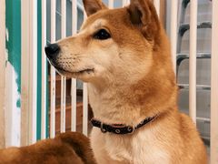 -是阿柴呀！柴犬咖啡·爱喵喵猫咖