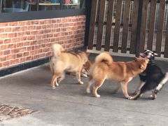 -柴犬高等学院·狗咖·柴犬售卖·宠物训练