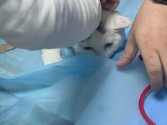 -纳吉亚猫专科动物诊疗中心(蒋宅口分院)