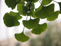 -陕西师范大学(雁塔校区)