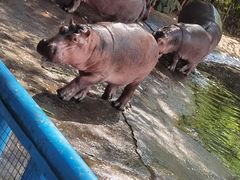-广州长隆飞鸟乐园