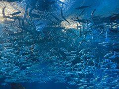 -海合安武汉极地海洋公园