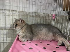 -暖阳宠物医院·犬猫康复中心·骨科