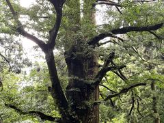 -庐山风景区花径公园