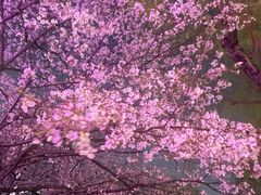 -西北湖绿化广场