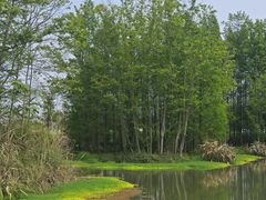 -桤木河湿地公园