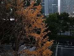 -陆家嘴中心绿地