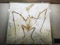 -安徽省地质博物馆