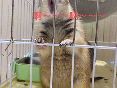 -猫色咖啡·猫咖