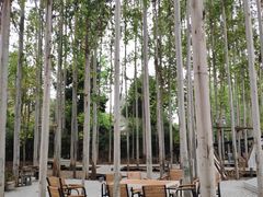 -桉树林A coffee 森林餐厅(三圣乡店)