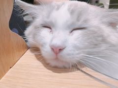-飞行喵MR PILOT|猫舍·猫咖(静安大融城店)