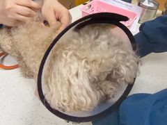 -联合动物医院(光谷诊疗中心)