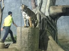 -清迈夜间动物园