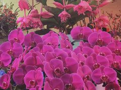 -花鸟鱼虫鲜花绿植市场(玉泉路店)