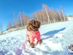 -超宠爱宠物摄影-Super pet