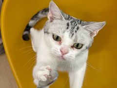 -有喵·猫咖·狗咖·30几只猫10只小狗(岗厦店)