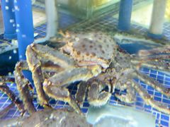 -欢乐海岸美食联盟
