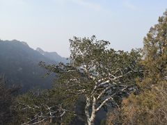 -少华山国家森林公园