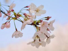 -顾村公园