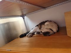 -猫的天空之城概念书店(苏州平江店)