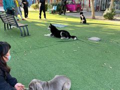 -宠物寄养训练学校