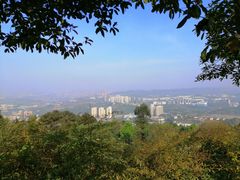 -铁山坪森林公园