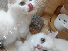 -山宅一喵德文卷毛猫舍