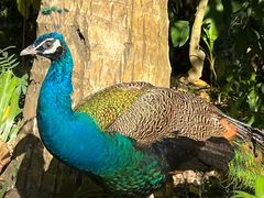 -西双版纳原始森林公园