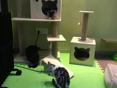 -东方名猫馆·英短金渐层布偶猫舍(环线广场1号楼店)