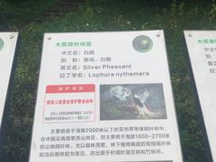 -都江堰中华大熊猫苑