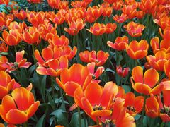 -南宫五洲植物乐园