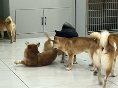 -柴源莊·柴小宠柴犬咖啡