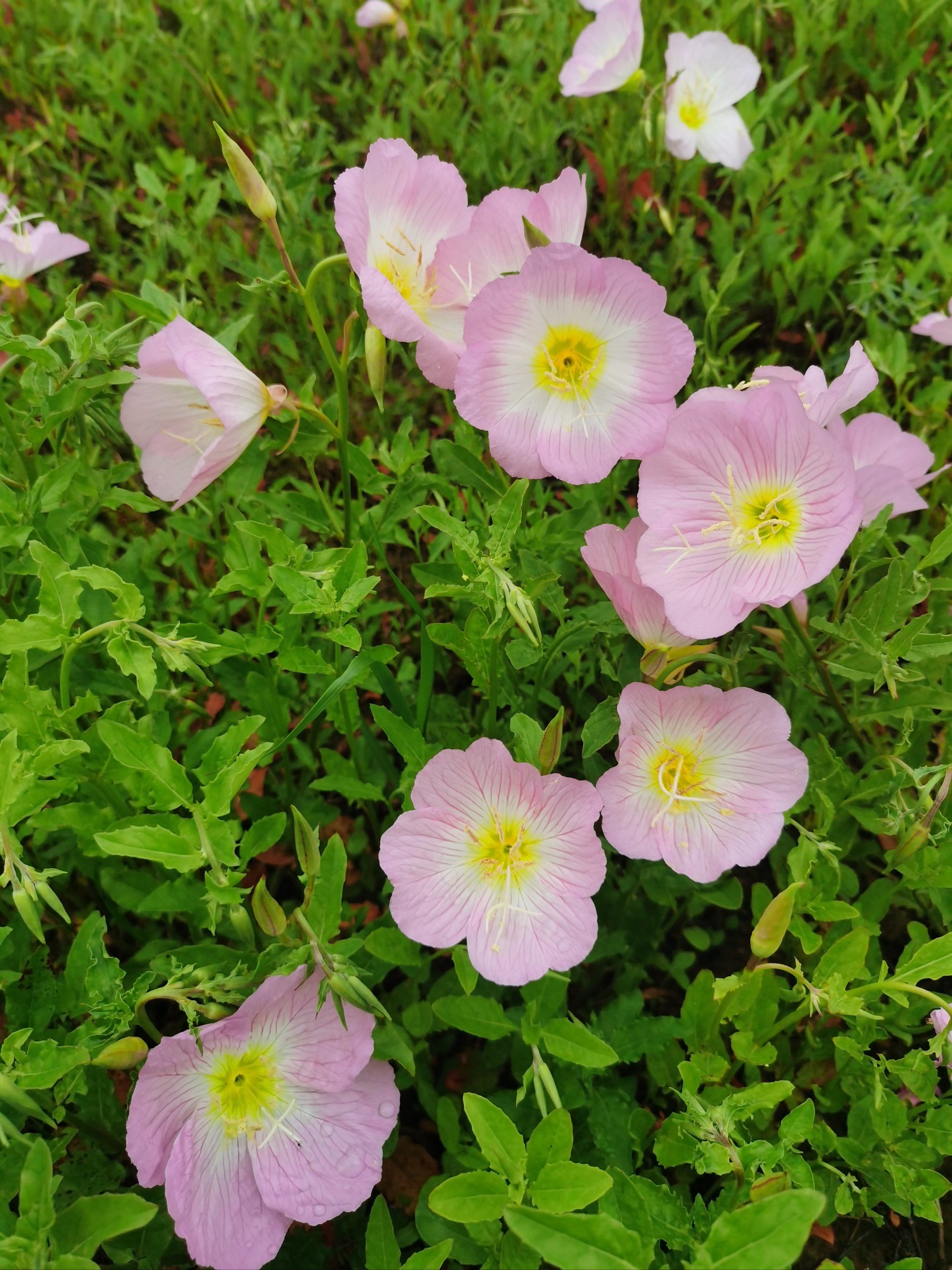城市空地上的月见草