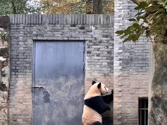 -都江堰中华大熊猫苑