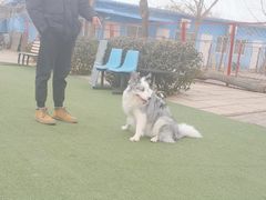 -宠物寄养训练学校