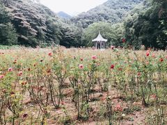 -广州市石门国家森林公园