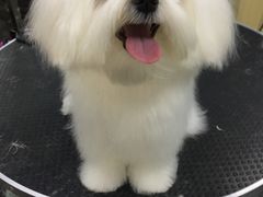 -美联众合动物医院(唯恩分院)