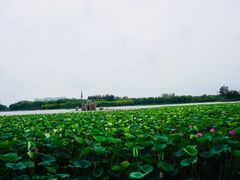 -大兴滨河森林公园