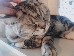 -Cappucimeow猫咪咖啡馆(韦伯时代店)