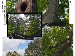 -中国科学院华南植物园