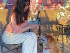 -柴犬高等学院·狗咖·柴犬售卖·宠物训练