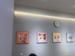 -洗脸猫·洗脸吧