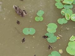 -西安浐灞国家湿地公园