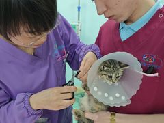 -北京观赏动物医院·24小时大型综合·猫专科·异宠专科