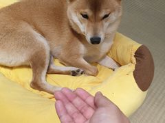 -逗柴咖啡屋·狗咖猫咖宠物桌游