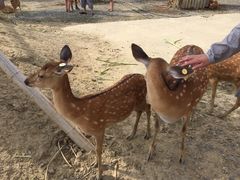 -鹿境梅花鹿生态园区