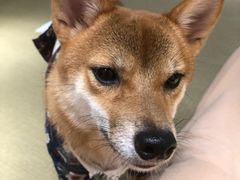 -逗柴咖啡屋·狗咖猫咖宠物桌游