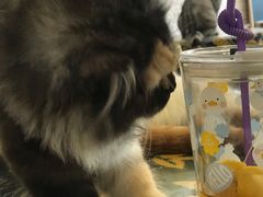 -平行世界·猫咖(首经贸店)